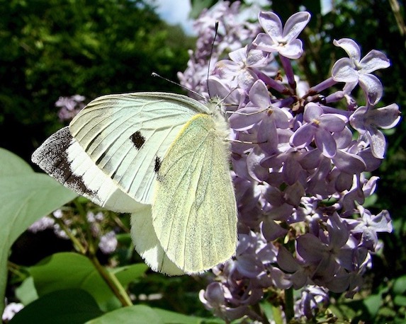 large white